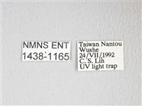 圓翅大鉤蛾藏品圖，第3張