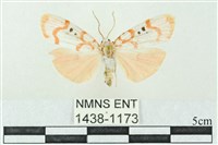 臺雪苔蛾藏品圖，第1張