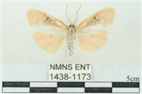 臺雪苔蛾藏品圖，第2張