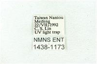 臺雪苔蛾藏品圖，第3張