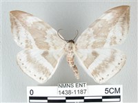 圓翅大鉤蛾藏品圖，第1張