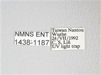 圓翅大鉤蛾藏品圖，第3張