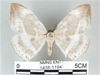 圓翅大鉤蛾藏品圖，第1張