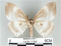 圓翅大鉤蛾藏品圖，第2張