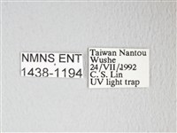 圓翅大鉤蛾藏品圖，第3張