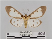 長斑擬燈蛾藏品圖，第1張