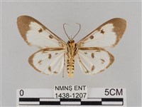 長斑擬燈蛾藏品圖，第2張