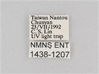 長斑擬燈蛾藏品圖，第3張