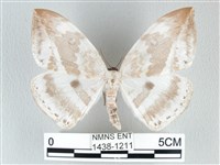 圓翅大鉤蛾藏品圖，第1張