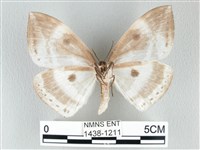 圓翅大鉤蛾藏品圖，第2張