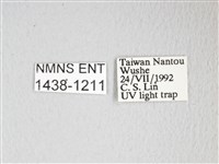 圓翅大鉤蛾藏品圖，第3張