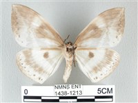 圓翅大鉤蛾藏品圖，第2張