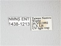 圓翅大鉤蛾藏品圖，第3張