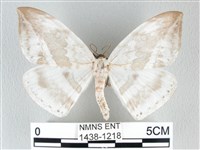 圓翅大鉤蛾藏品圖，第1張