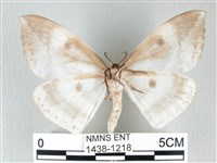 圓翅大鉤蛾藏品圖，第2張