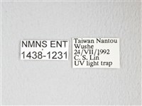 圓翅大鉤蛾藏品圖，第3張