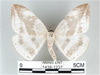 圓翅大鉤蛾藏品圖，第1張