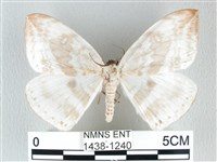 圓翅大鉤蛾藏品圖，第1張