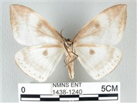 圓翅大鉤蛾藏品圖，第2張