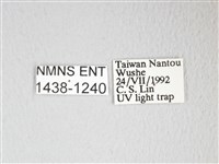 圓翅大鉤蛾藏品圖，第3張