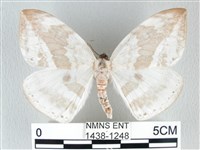 圓翅大鉤蛾藏品圖，第1張