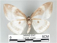 圓翅大鉤蛾藏品圖，第2張