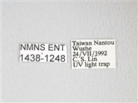 圓翅大鉤蛾藏品圖，第3張