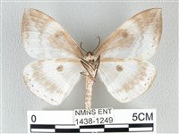 圓翅大鉤蛾藏品圖，第2張