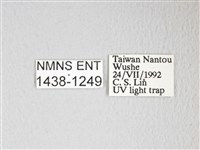 圓翅大鉤蛾藏品圖，第3張