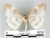 圓翅大鉤蛾藏品圖，第2張