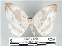 圓翅大鉤蛾藏品圖，第1張