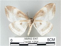 圓翅大鉤蛾藏品圖，第2張