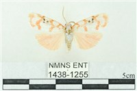 臺雪苔蛾藏品圖，第1張