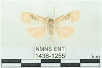 臺雪苔蛾藏品圖，第2張