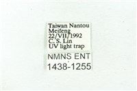 臺雪苔蛾藏品圖，第3張