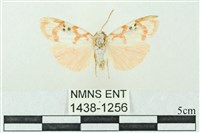 臺雪苔蛾藏品圖，第1張