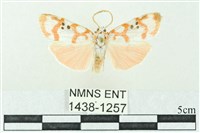 臺雪苔蛾藏品圖，第1張