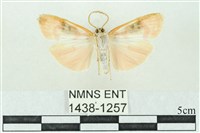 臺雪苔蛾藏品圖，第2張