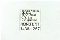 臺雪苔蛾藏品圖，第3張