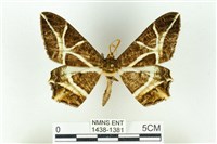 樹形尺蛾藏品圖，第1張