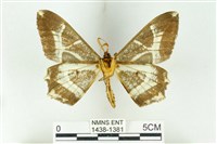 樹形尺蛾藏品圖，第2張