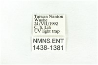 樹形尺蛾藏品圖，第3張