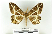 樹形尺蛾藏品圖，第1張