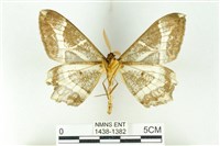 樹形尺蛾藏品圖，第2張