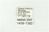 樹形尺蛾藏品圖，第3張