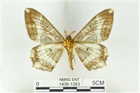 樹形尺蛾藏品圖，第2張