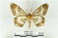 樹形尺蛾藏品圖，第2張