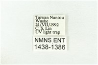 樹形尺蛾藏品圖，第3張