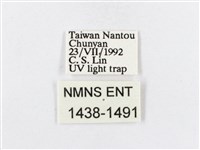 蓬萊茶斑蛾藏品圖，第3張