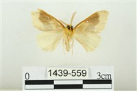 寬紋黃毒蛾藏品圖，第2張